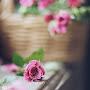 @AREF_SAFAR