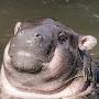 @SalviHippo