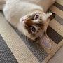 @Marshmallow_Is_Cat