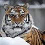 @sibirtiger1698