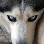 @DogSerious
