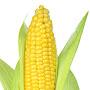 @cornball6969