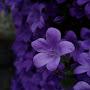@naturecollections7118