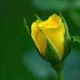 @shilparani9019