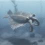 @anomalocaris_man