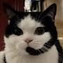 @catsarethetruegamers