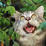 @sakraangelmainecooncattery1118