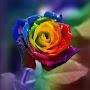 @jacklin6049