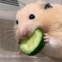 @hamhamham._.hammmster