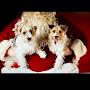 @thepupsofcamelot