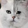 @Cat44_YT