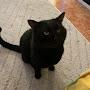 @Bluecatninelives