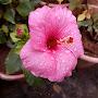 @Terracegardeninglife