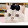 @faiqalfikri476