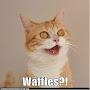 @fredwallin815