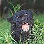 @bagheera70