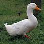 @duckcodm6394