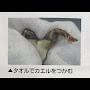 @らる-s1v
