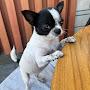@dog-px1ui