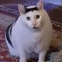 @shhdhdhd335