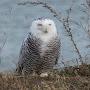 @snowyowl5356