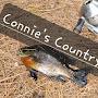 @ConniesCountryLivin