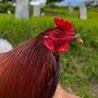 @hilltopintegratedfarm1693