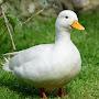 @GooseGooseDuck797