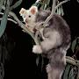 @Greaterglider2