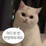 @피양이의종합게임채널