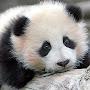 @DepressedPanda303