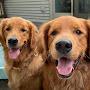 @everettsgoldenduo4999