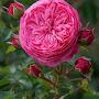 @shekar4264