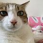 @Catnote0826