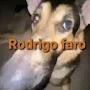 @cachorrodorodrigofaro527