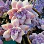 @daryam362