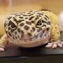 @LeopardGecko2878