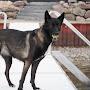 @Arcane_canis