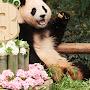 @Mypandaloves