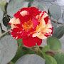 @amitbatham5326