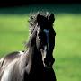 @hkhorses9658