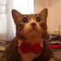 @smokythecat393