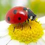 @CreoleLadyBug