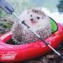 @hedgehoginacanoe5838