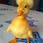 @duckymomo1585