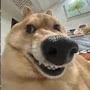 @Dogfuck101