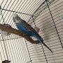 @BlueTheBird14