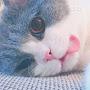 @alimontasir439
