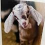 @Will_TheGoatFarmer