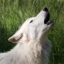 @WolfbloodJakeWilliams